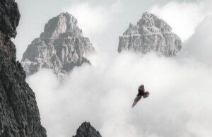 Hawk